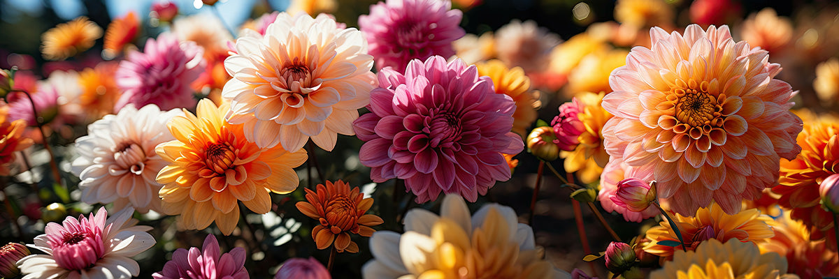 Different colour Dahlia flowers in a border