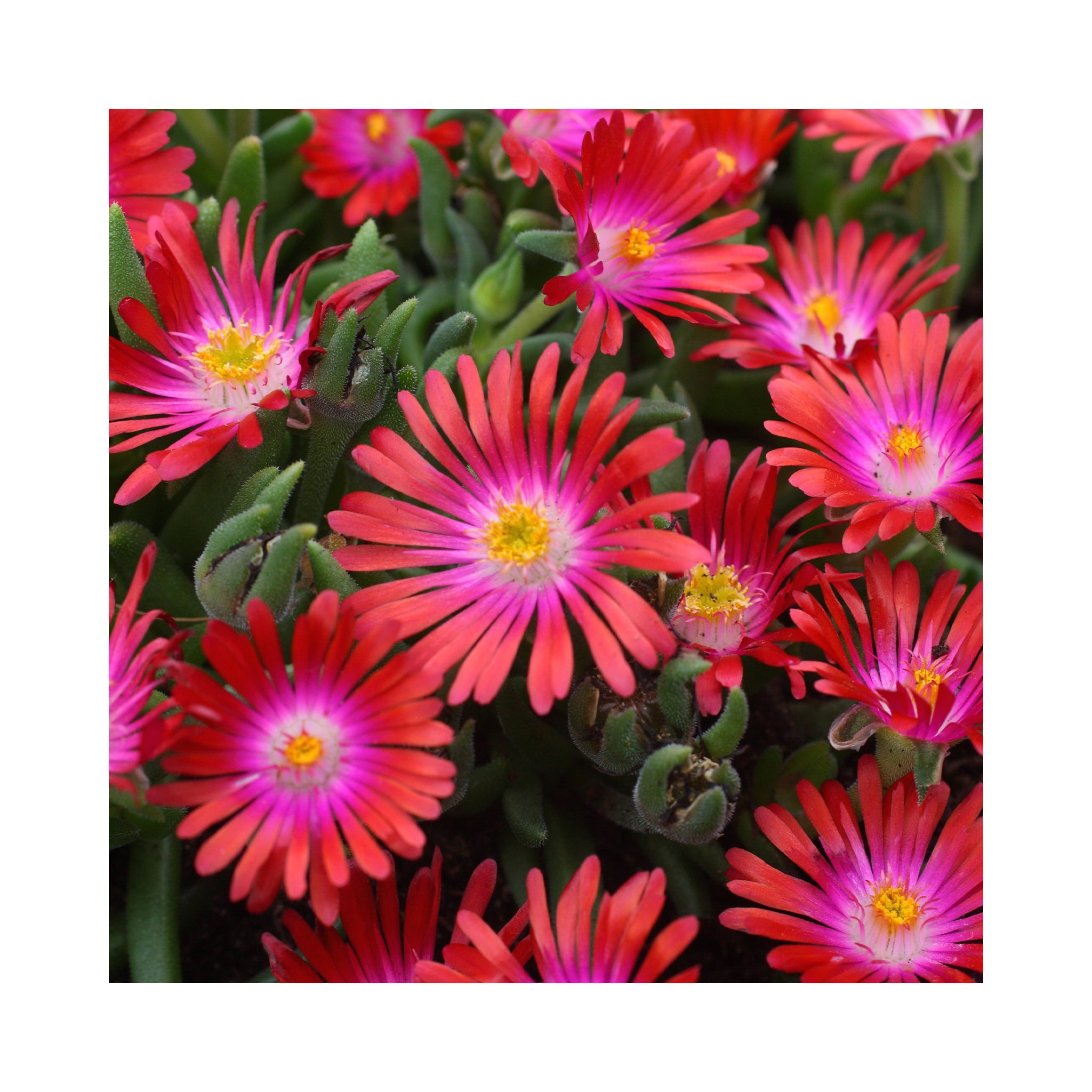 Delosperma Collection