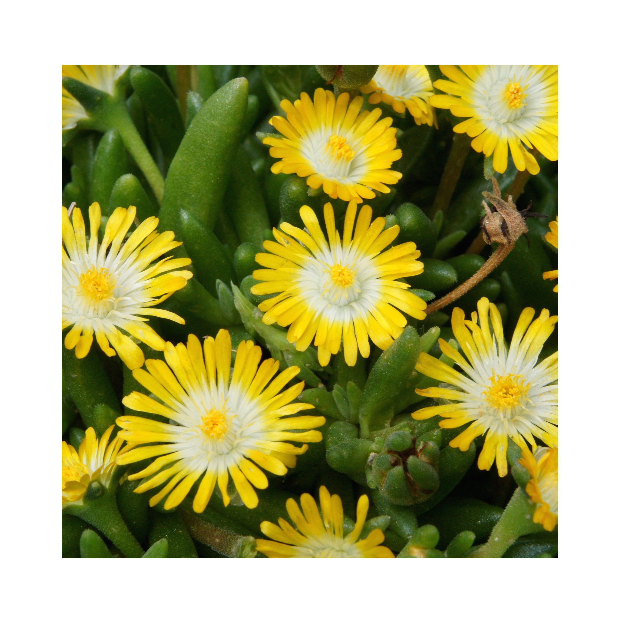 Delosperma Desert Jewels Peridot
