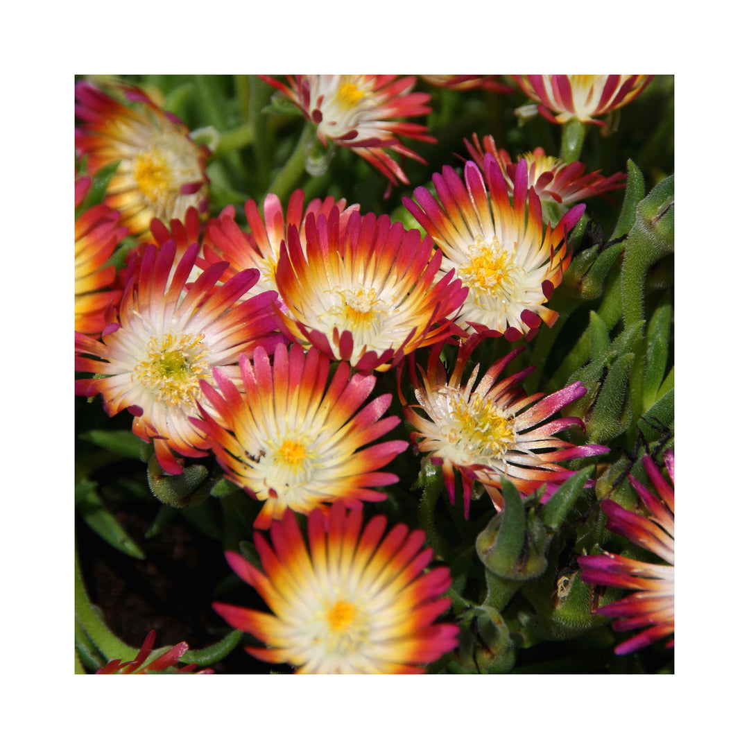 Delosperma Desert Jewels Ruby