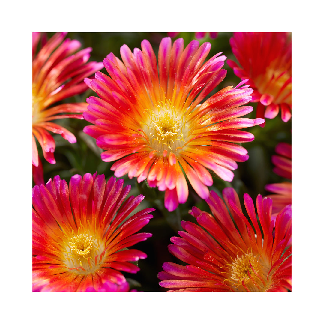Delosperma Collection