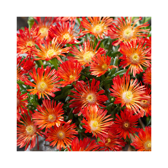Delosperma Collection