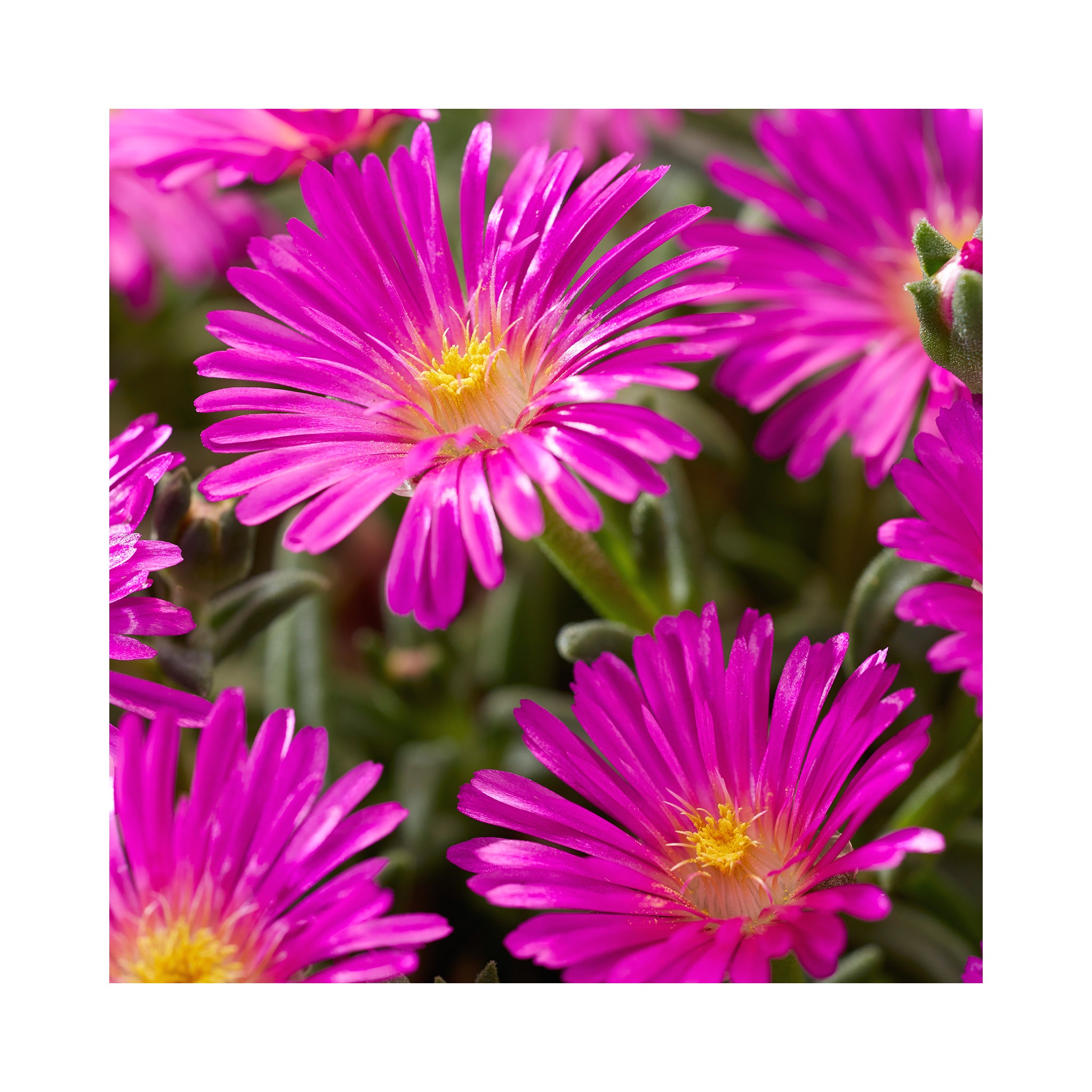 Delosperma Ocean Sunset Violet