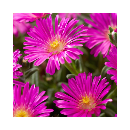 Delosperma Collection