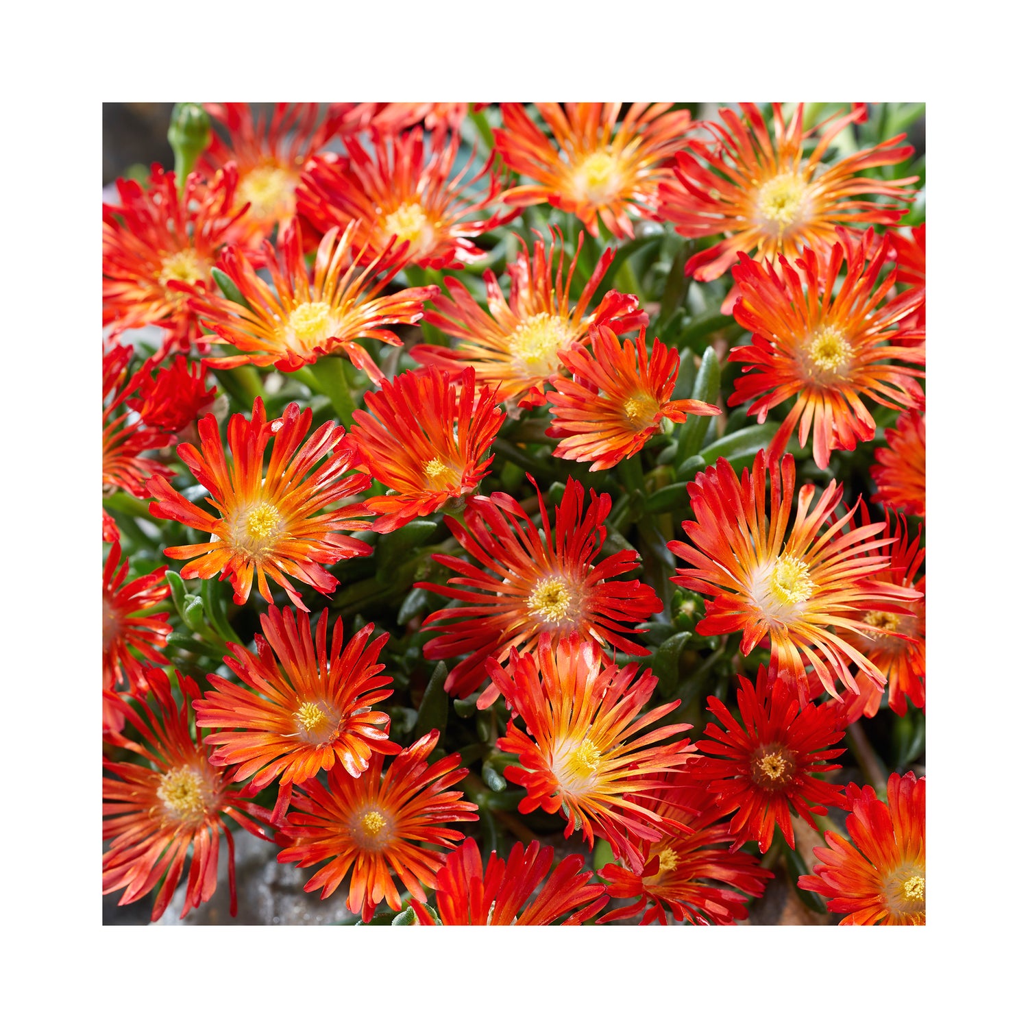 Delosperma Ocean Sunset Orange Vibe