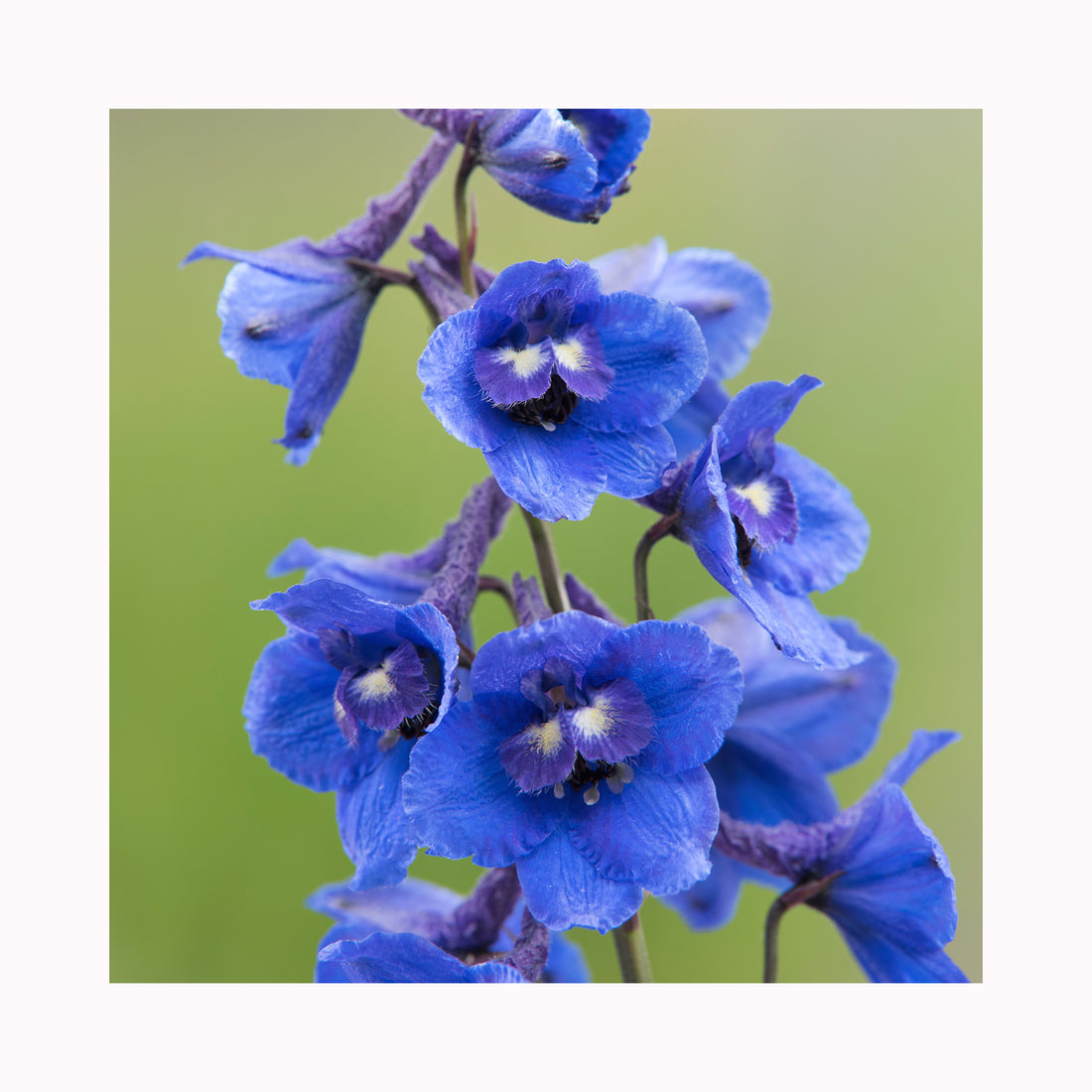 Delphinium Bella Andes Blue