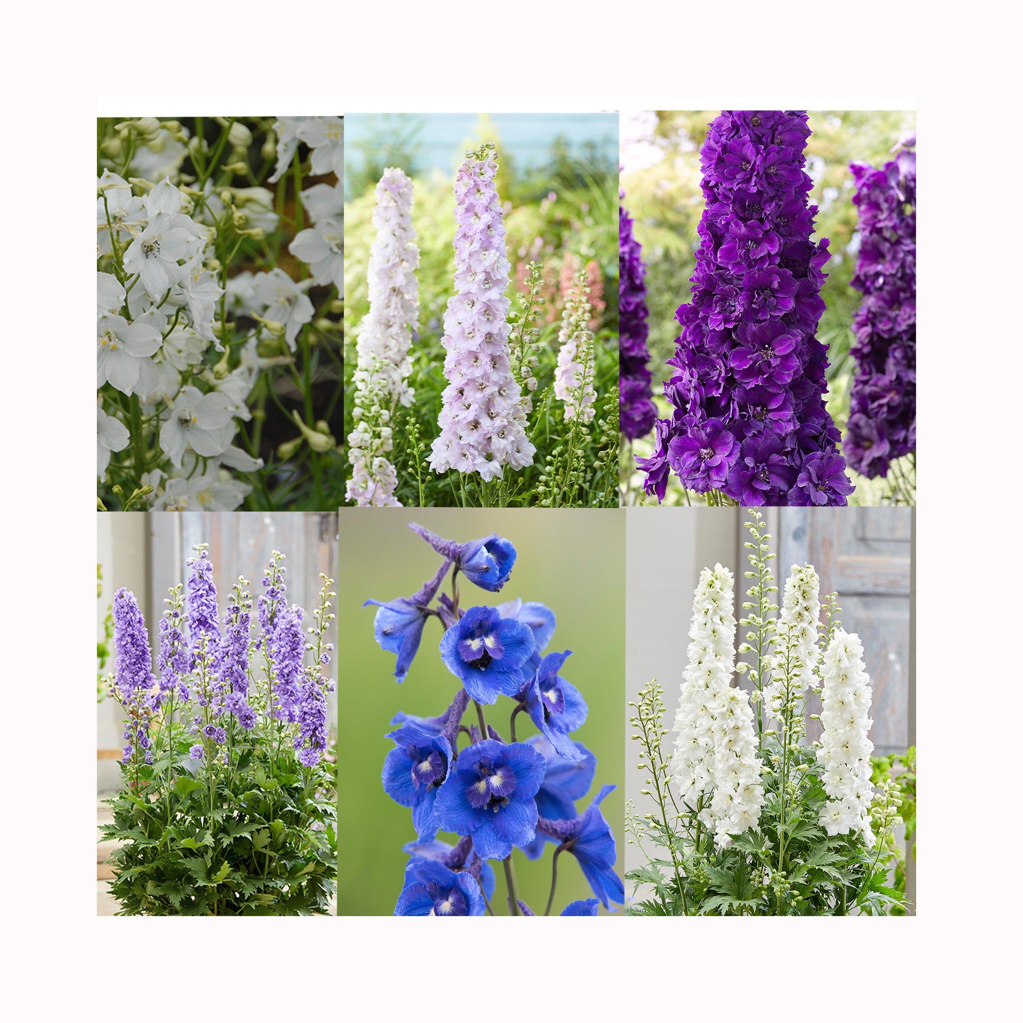 Delphinium Collection