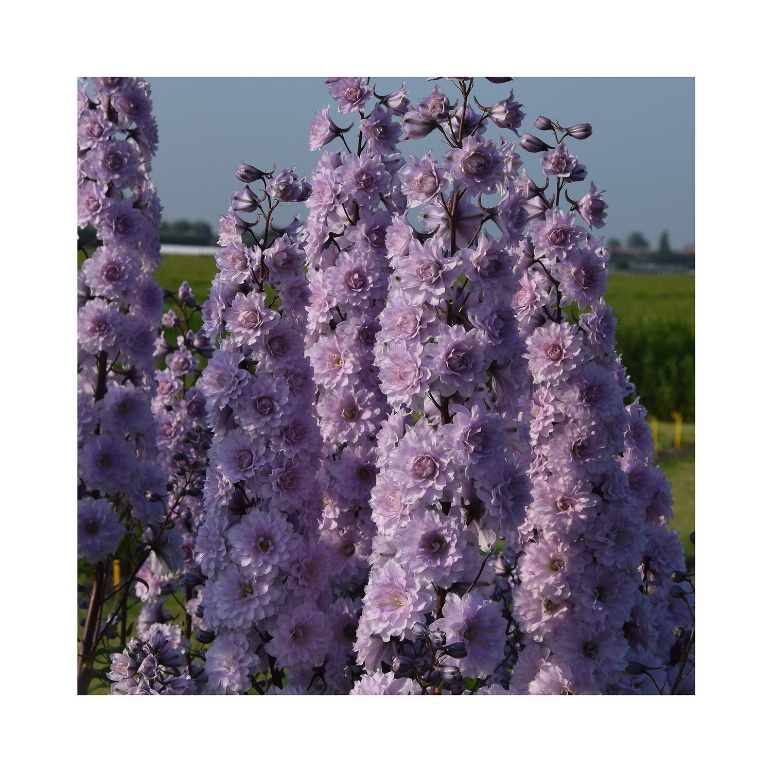 Delphinium Highlander Cha Cha