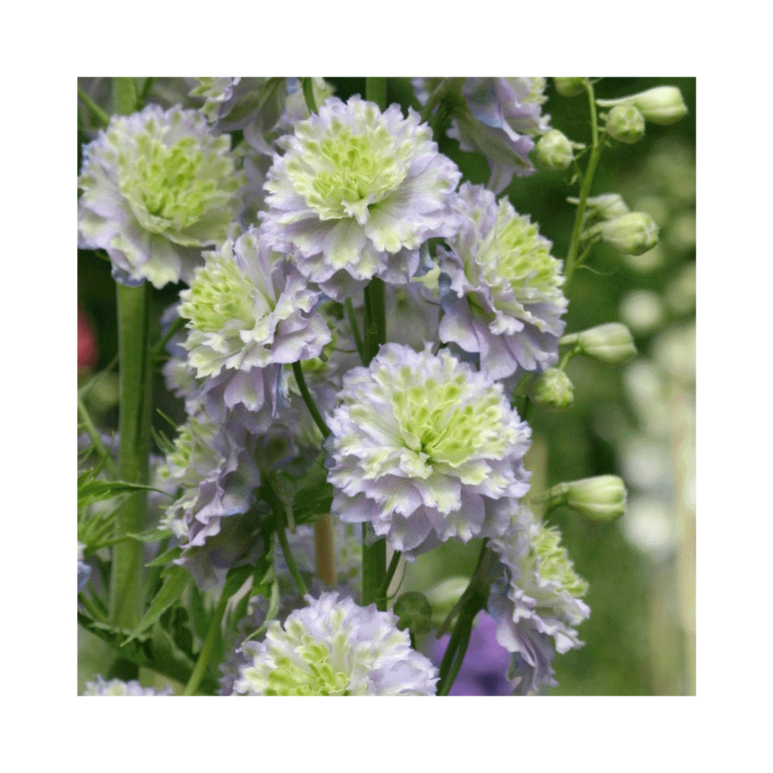 Delphinium Highlander Crystal Delight