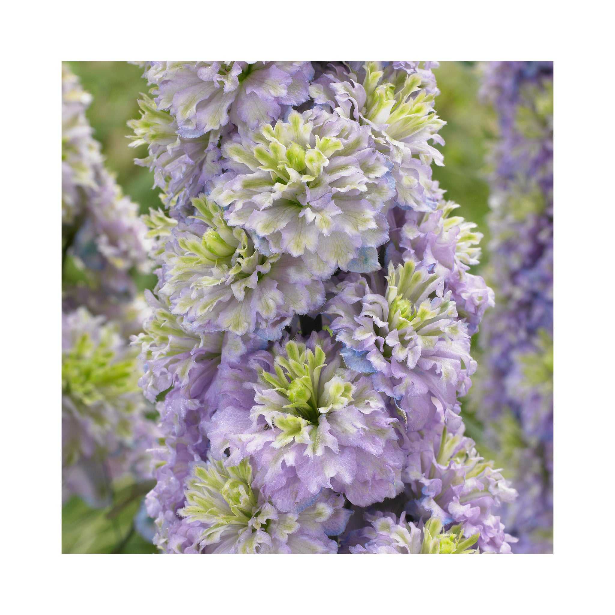 Delphinium Highlander Crystal Delight