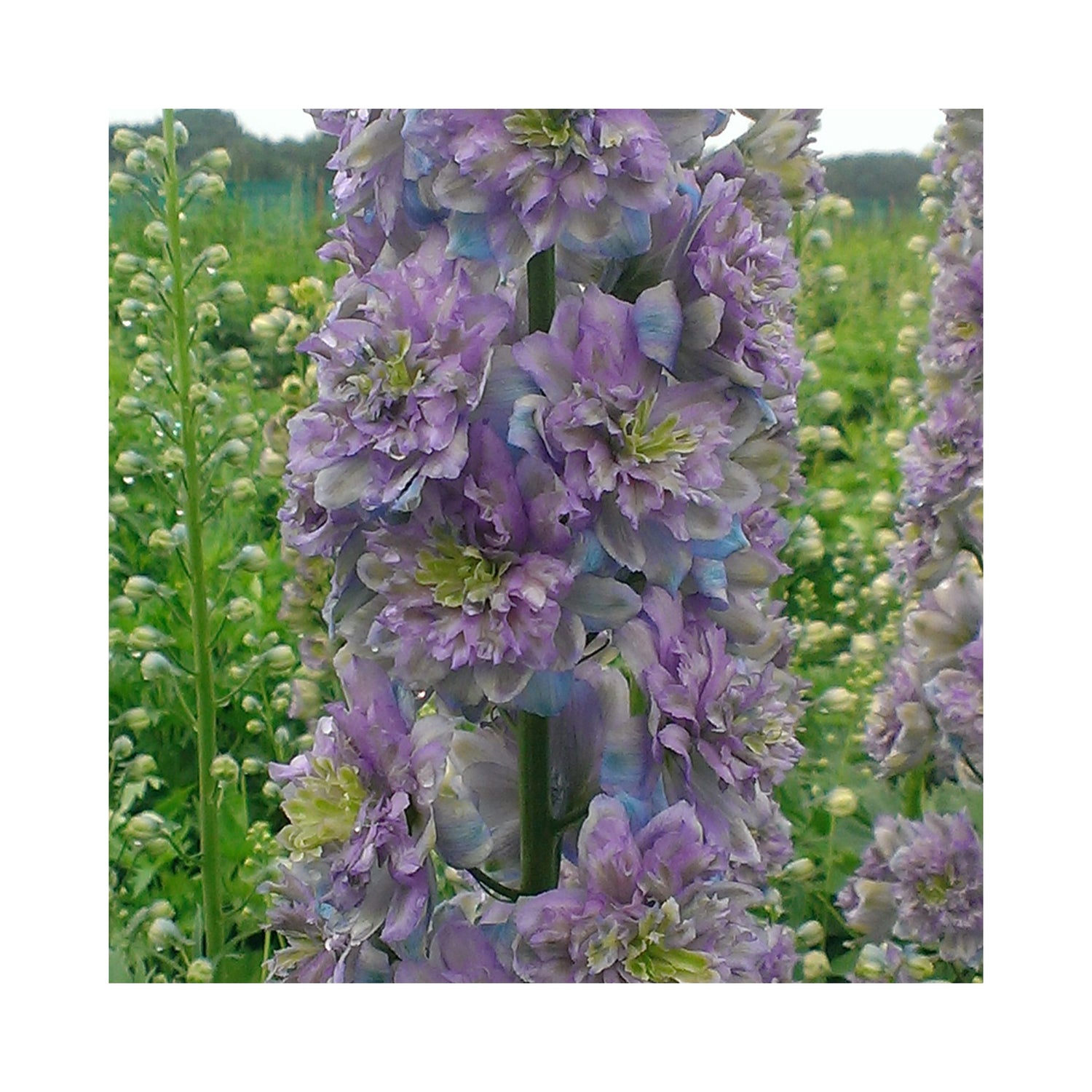 Delphinium Highlander Crystal Delight