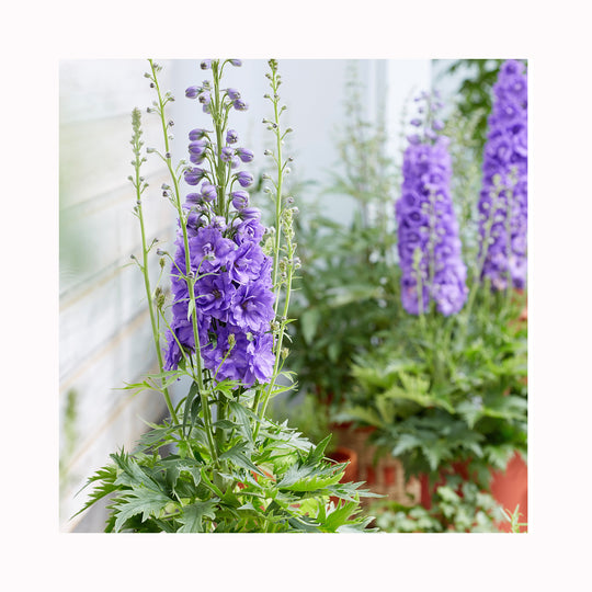 6 Pack of Hardy Perennial Cottage Garden Plants. Each Variety Labelled.