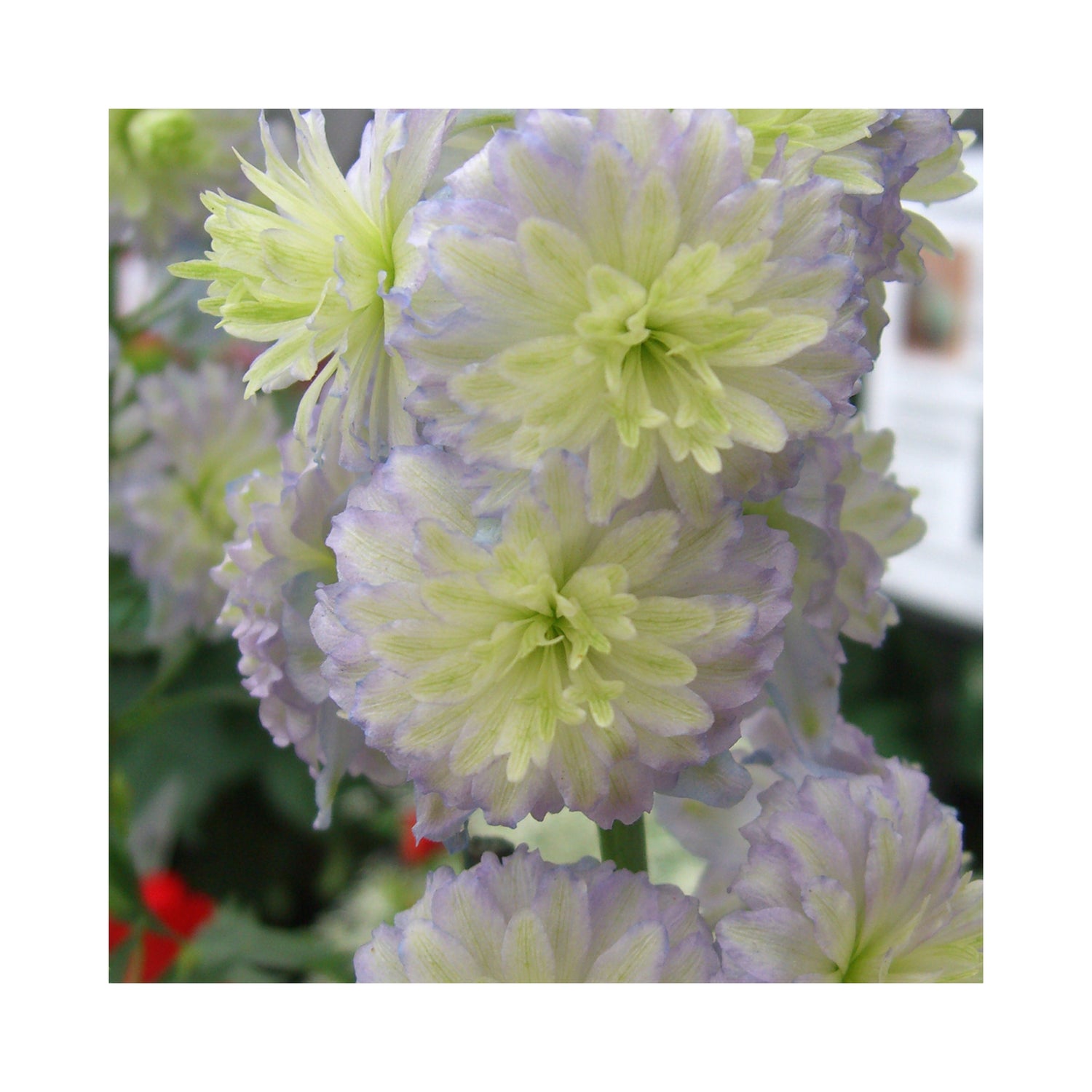 Delphinium Highlander Moon Light