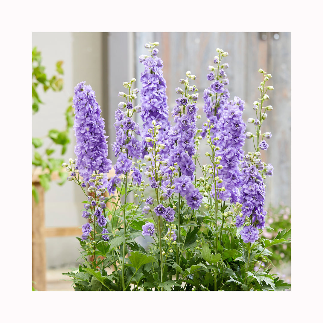 Delphinium Collection