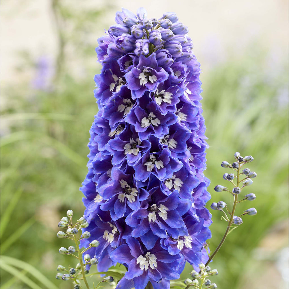 Delphinium Pixie Rocket Sky Rocket