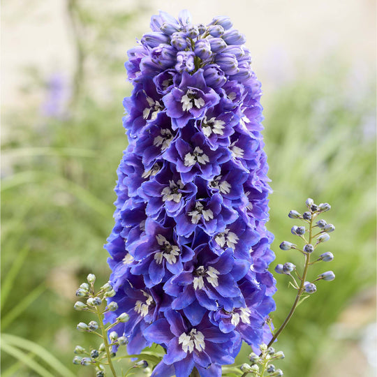 Delphinium Pixie Rocket Sky Rocket