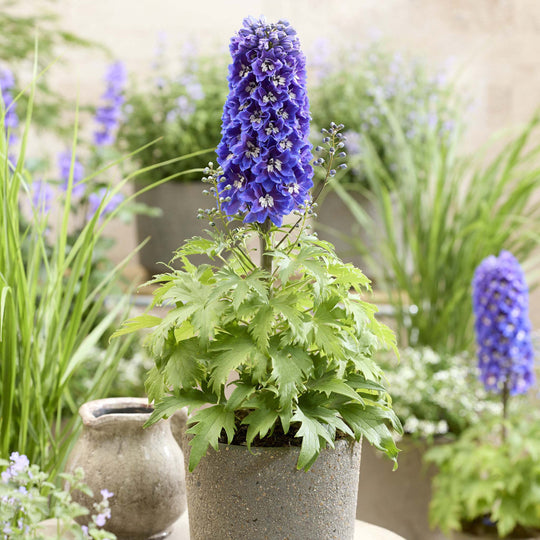 Delphinium Pixie Rocket Sky Rocket