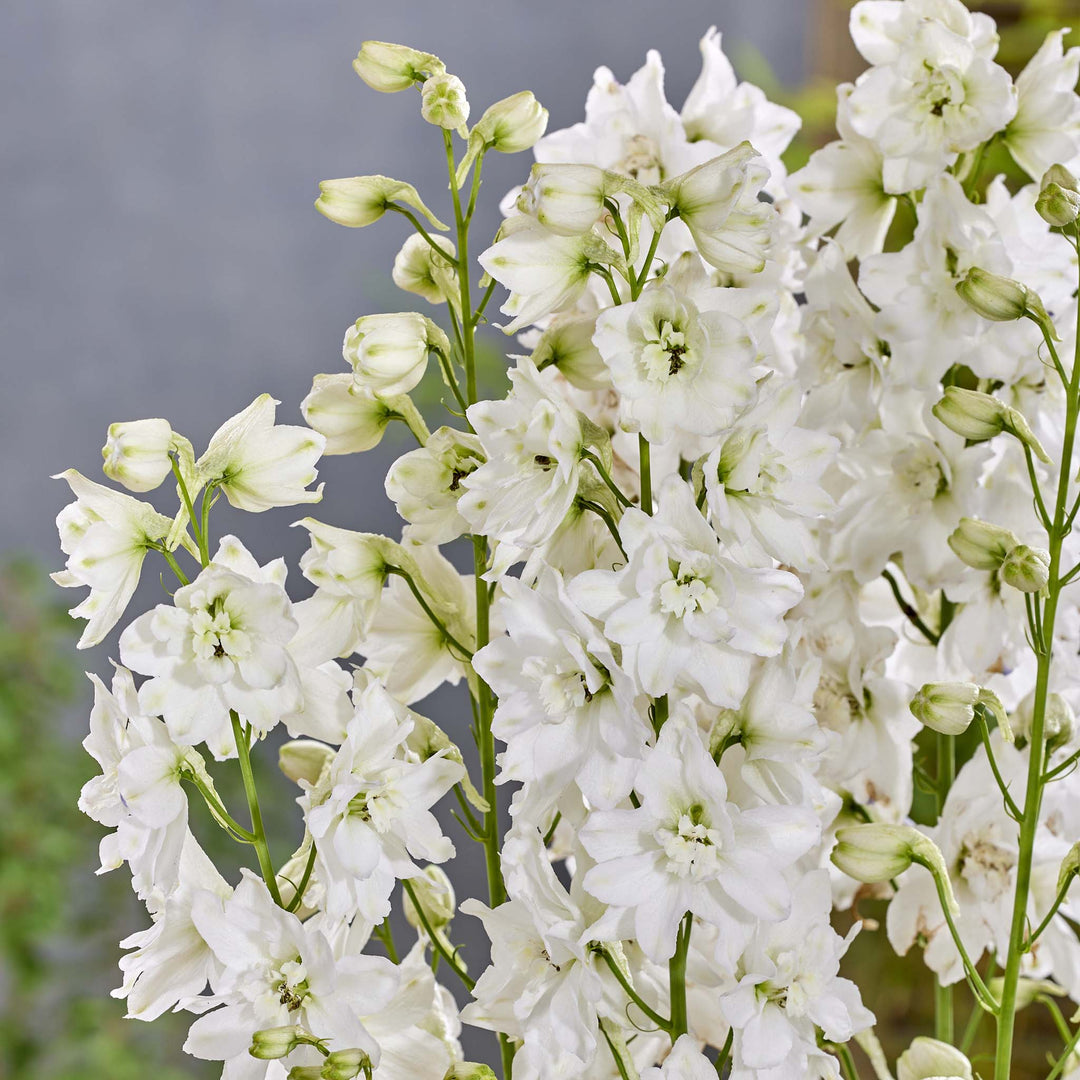 Delphinium Pixie Rocked Moon Rocked