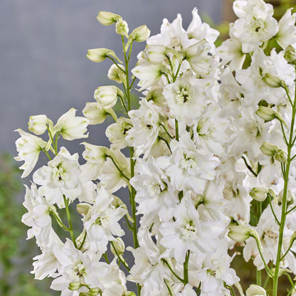 Delphinium Pixie Rocked Moon Rocked