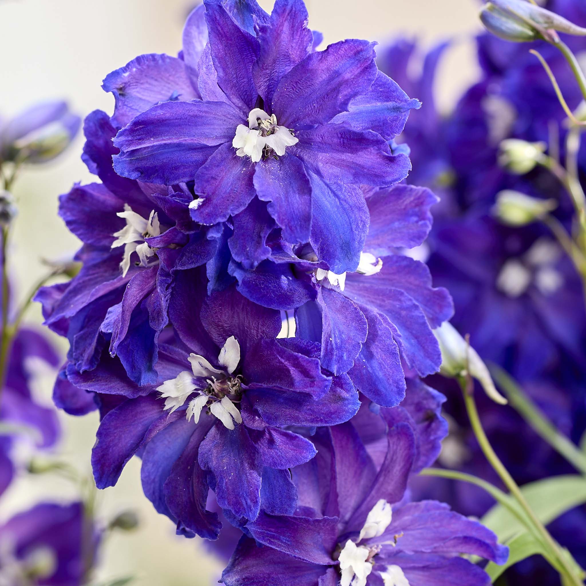 Delphinium Pixie Rocket Neptune Rocket
