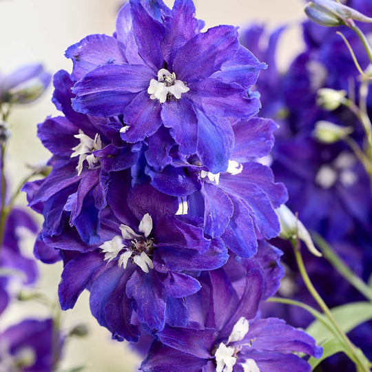 Delphinium Pixie Rocket Neptune Rocket