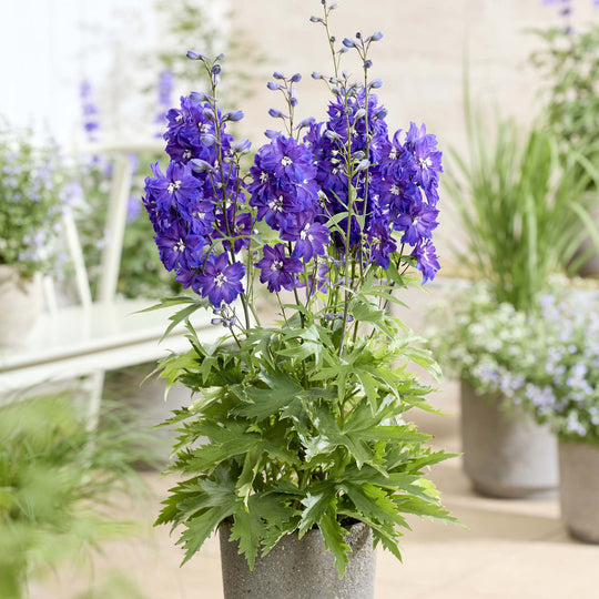 Delphinium Pixie Rocket Neptune Rocket