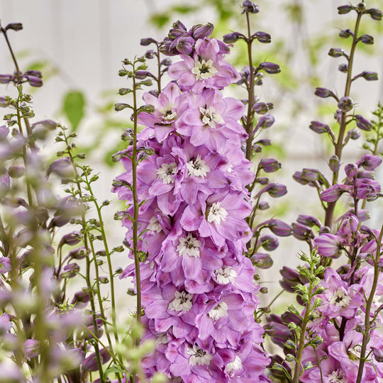 Delphinium Pixie Rocket Rose Rocket