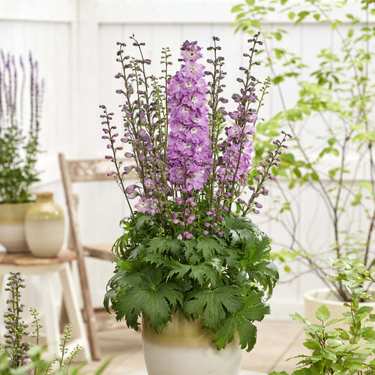 Delphinium Pixie Rocket Rose Rocket