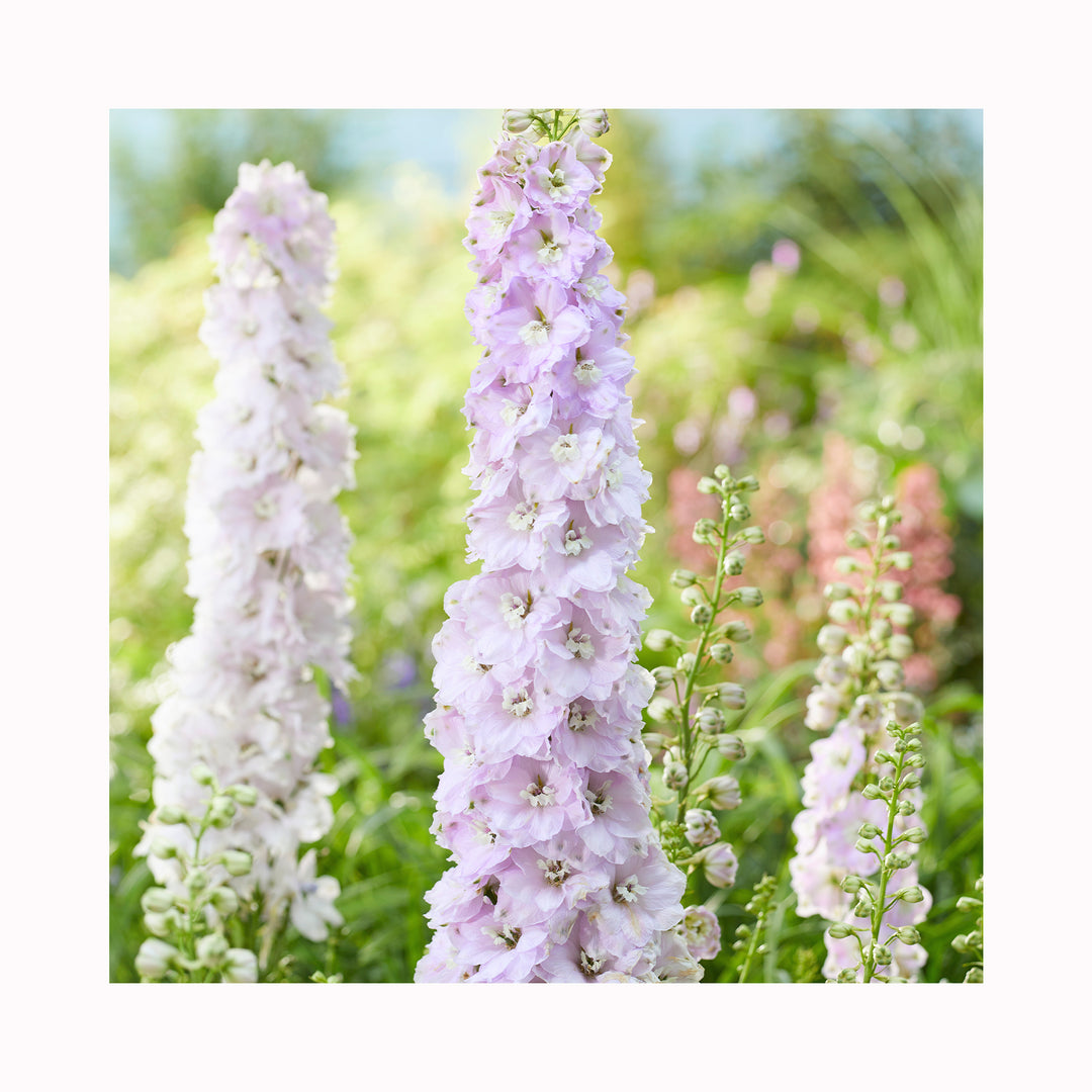 Delphinium Collection