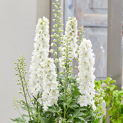 Pure white flowers of Delphinium paramo blanco