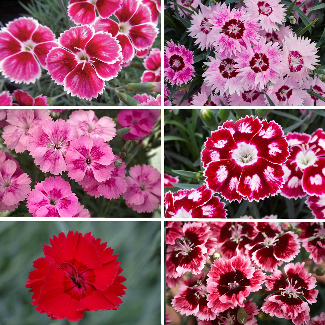 Dianthus Alpine Collection