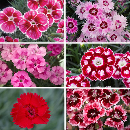 Dianthus Alpine Collection