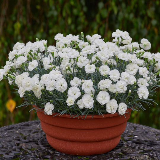 Dianthus Alpine Collection
