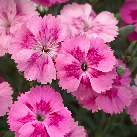Dianthus Alpine Aztec Star