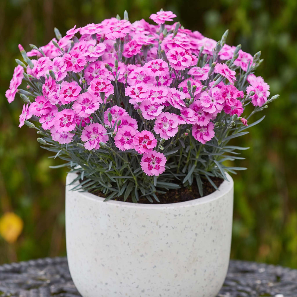 Dianthus Alpine Aztec Star