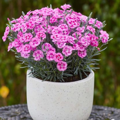 Dianthus Alpine Aztec Star