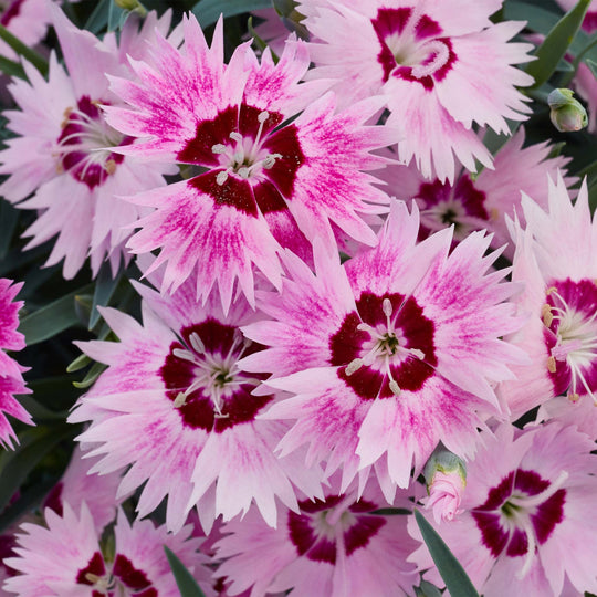 Dianthus Alpine Berry Blush