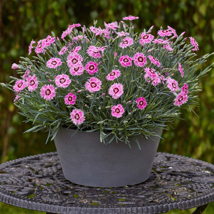 Dianthus Alpine Berry Blush
