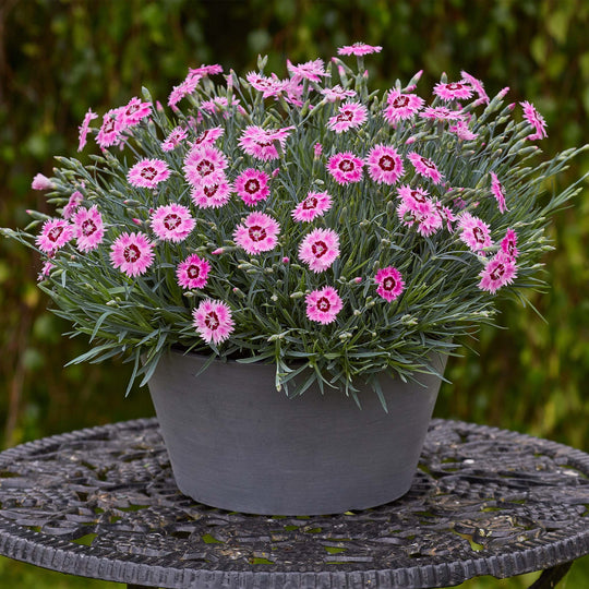 Dianthus Alpine Berry Blush