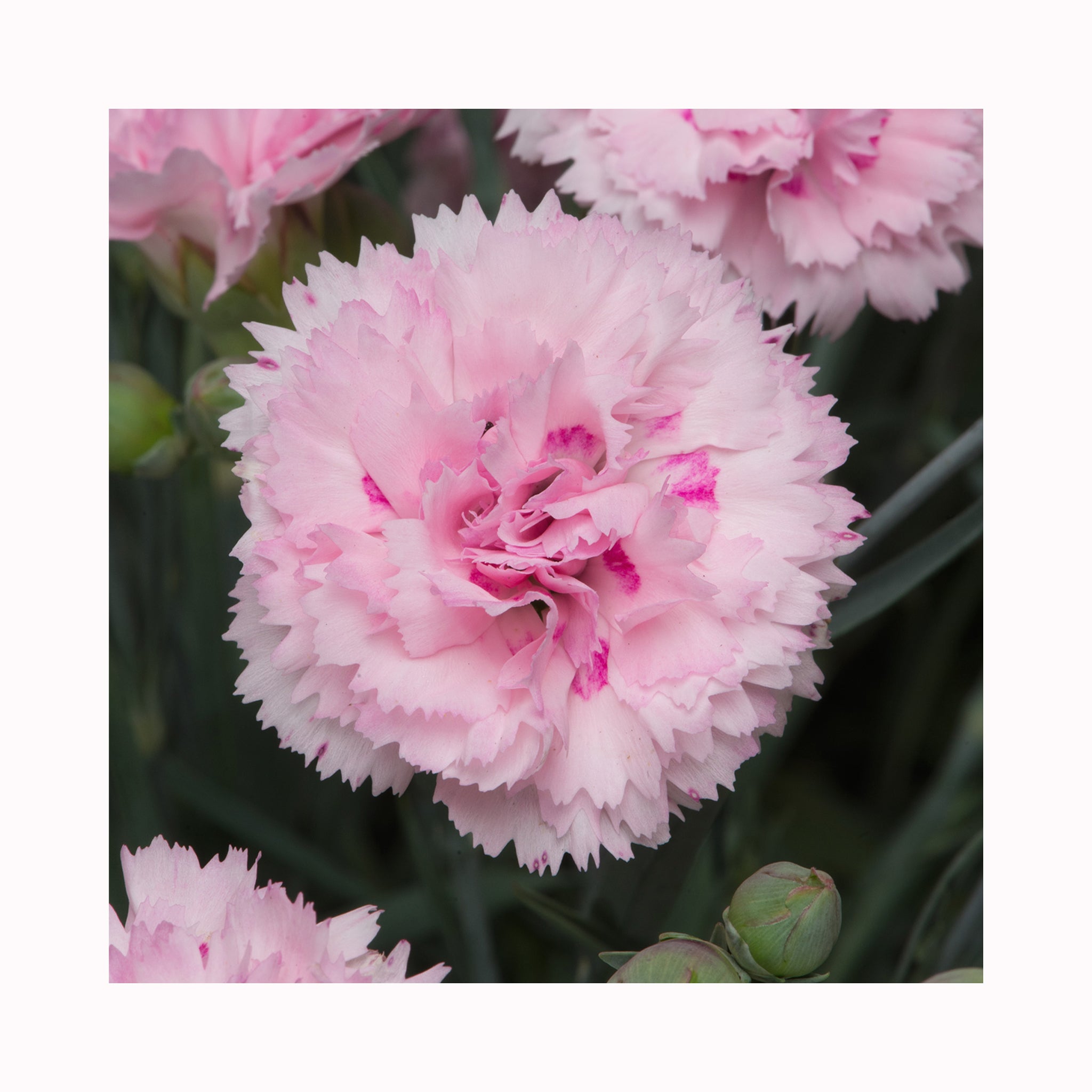 Dianthus Scent First Candy Floss