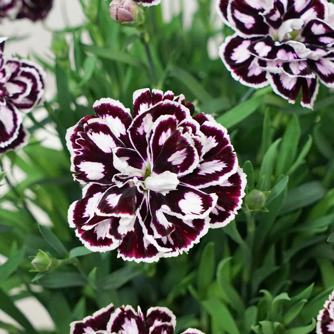 Dianthus Calizo