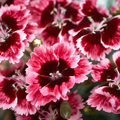 Dianthus Alpine Cherry Burst