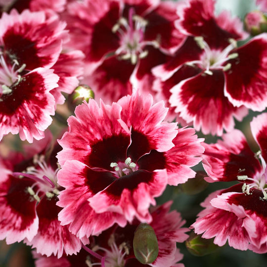 Dianthus Alpine Cherry Burst