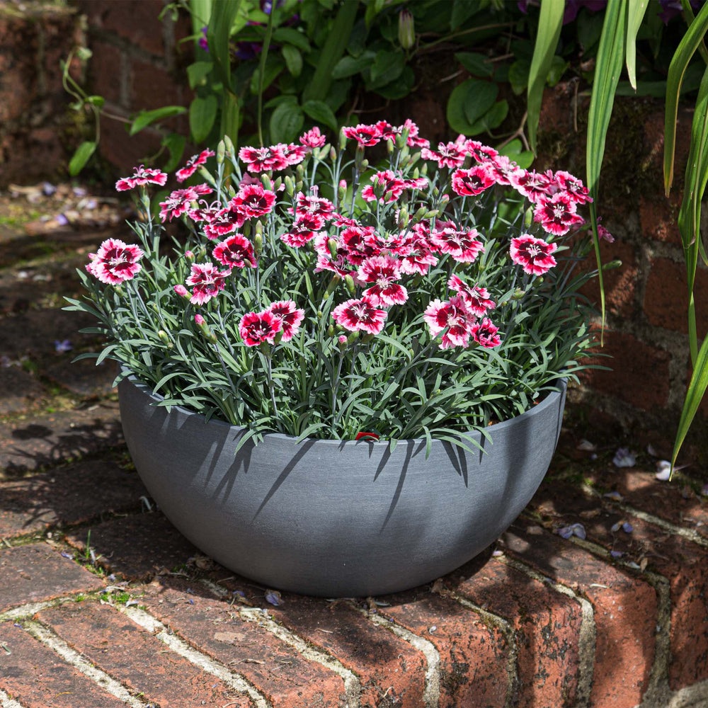 Dianthus Alpine Cherry Burst
