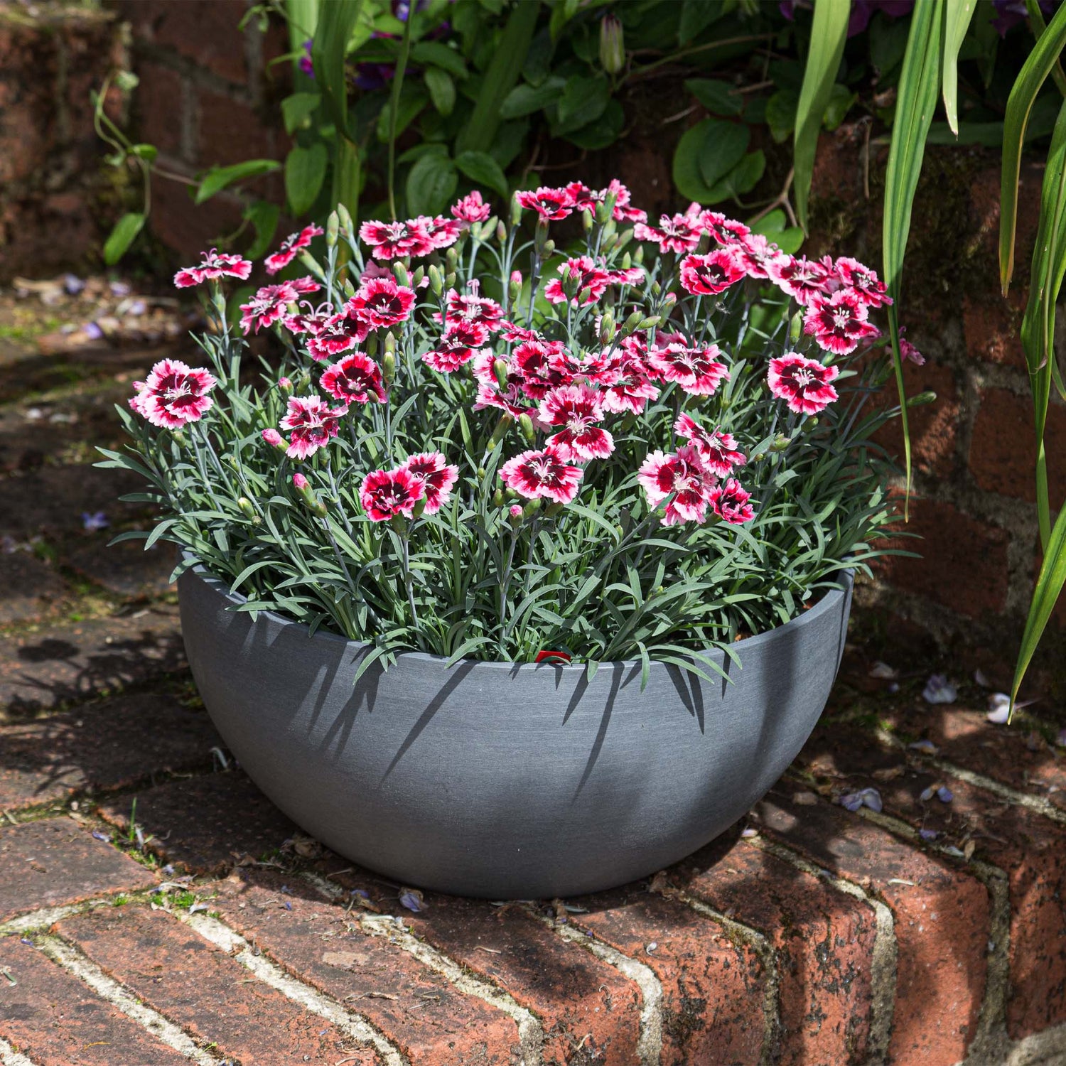 Dianthus Alpine Cherry Burst