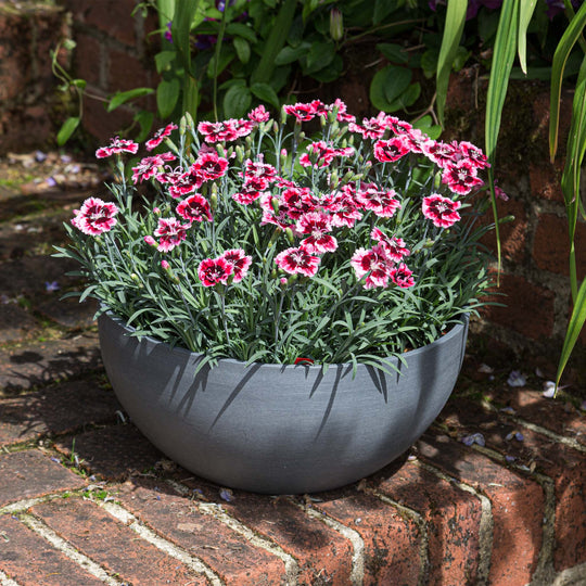 Dianthus Alpine Collection