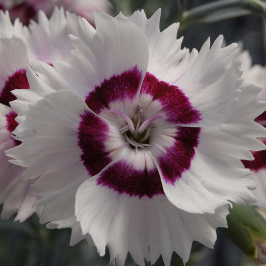 Dianthus Cocktails Collection