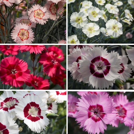 Dianthus Cocktails Collection