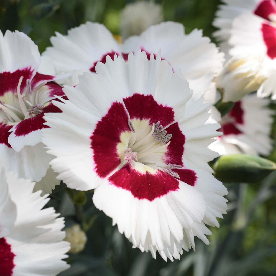 Dianthus Cocktails Collection