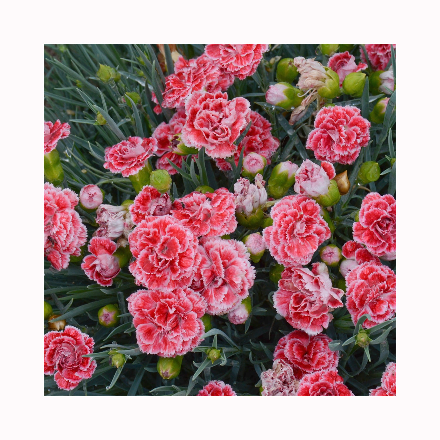 Dianthus Scent First Coral Reef – BuyPlants.co.uk